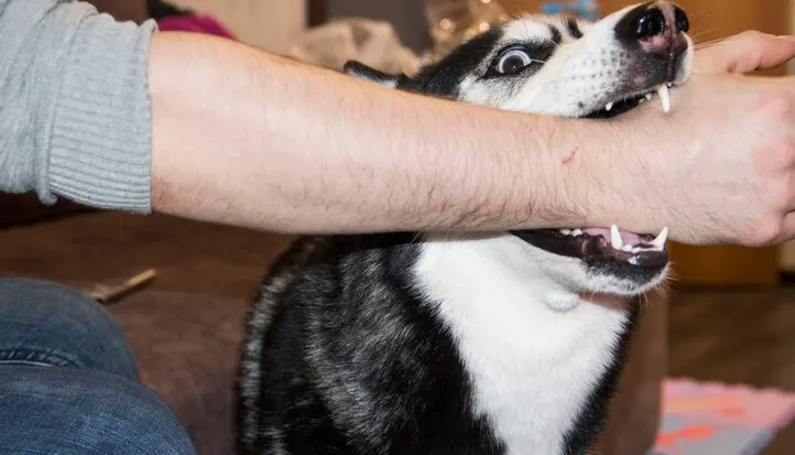 dog-bite